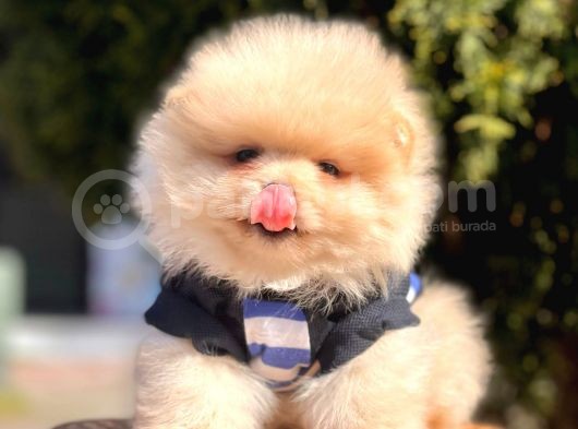 Safkan Pomeranian Boo Yavrularımız görsel