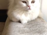 Yavru Kedi