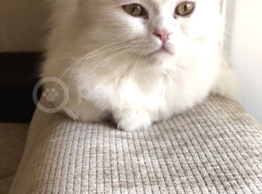 Yavru Kedi görsel