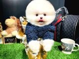 Mini boy fizik yapısına sahip Pomeranian boo yavrumuz