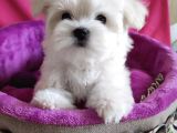 Güzel Yüzlü Orjinal Irk Maltese Mini Boy Yavrular