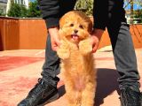Bebek Surat Yapısına Sahip Mini Boy Maltipoo Yavrumuz