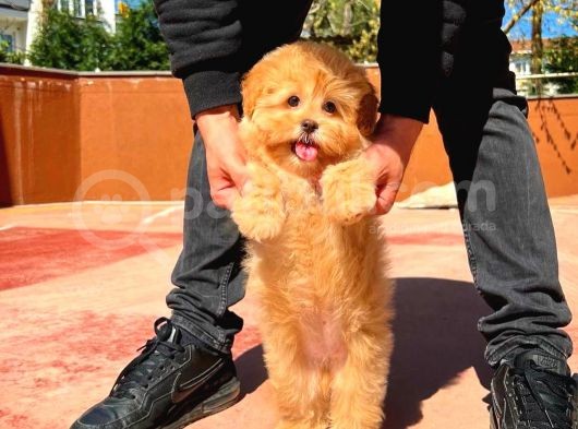 Bebek Surat Yapısına Sahip Mini Boy Maltipoo Yavrumuz