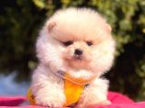 Krem Beyaz Orjinal Ayıcık Pomeranian Yavrular