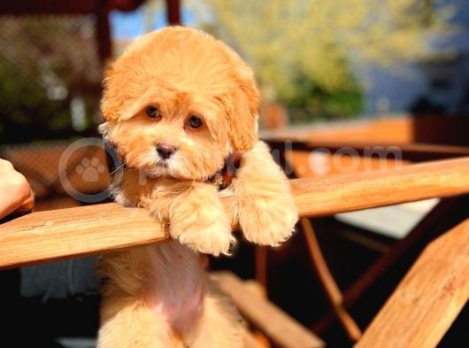 Bebek Surat Yapısına Sahip Mini Boy Maltipoo Yavrumuz görsel