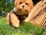 Bebek Surat Yapısına Sahip Mini Boy Maltipoo Yavrumuz