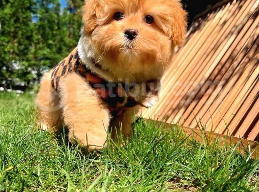 Bebek Surat Yapısına Sahip Mini Boy Maltipoo Yavrumuz görsel
