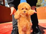 Bebek Surat Yapısına Sahip Mini Boy Maltipoo Yavrumuz