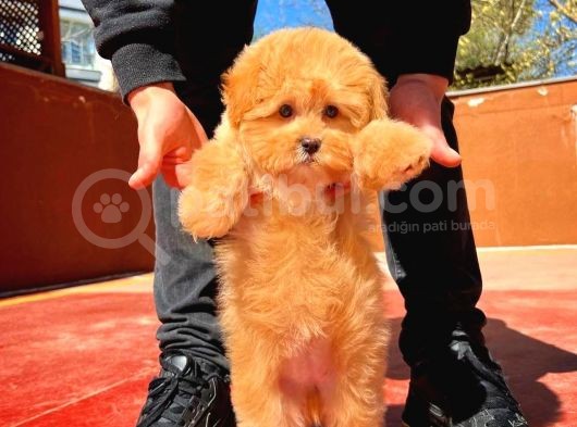 Bebek Surat Yapısına Sahip Mini Boy Maltipoo Yavrumuz görsel