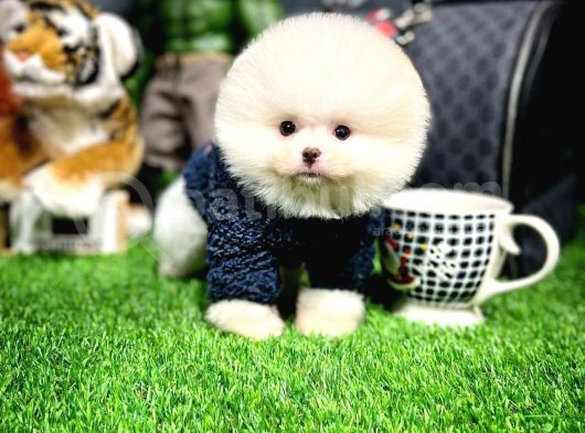 Mini Boy Fizik Yapısına Sahip Pomeranian Boo Yavrumuz görsel