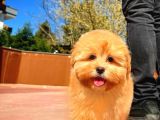 Bebek Surat Yapısına Sahip Mini Boy Maltipoo Yavrumuz
