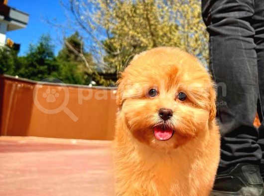 Bebek Surat Yapısına Sahip Mini Boy Maltipoo Yavrumuz görsel
