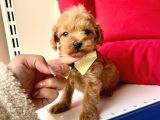 Kızıl Krem Maltipoo Dizayn Irk Bebekler