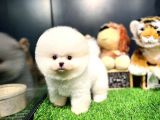 Mini Boy Fizik Yapısına Sahip Pomeranian Boo Yavrumuz