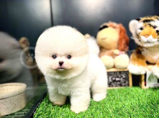 Mini Boy Fizik Yapısına Sahip Pomeranian Boo Yavrumuz görsel