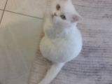 Yavru Kedi