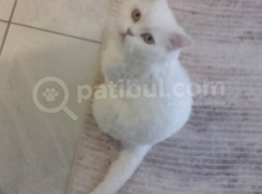 Yavru Kedi