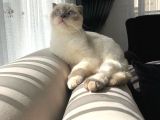 Bluepoi̇nt Oğlumuza Kendi̇ Gi̇bi̇ Güzel Eş Ariyorum
