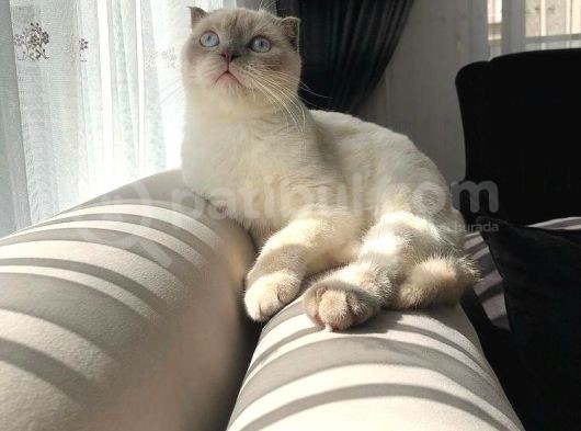 Bluepoi̇nt Oğlumuza Kendi̇ Gi̇bi̇ Güzel Eş Ariyorum görsel