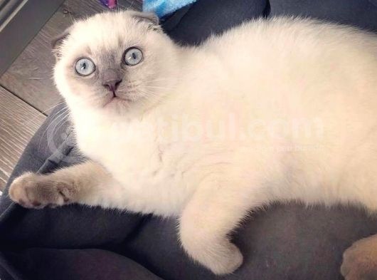 Bluepoi̇nt Oğlumuza Kendi̇ Gi̇bi̇ Güzel Eş Ariyorum