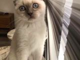 Bluepoi̇nt Oğlumuza Kendi̇ Gi̇bi̇ Güzel Eş Ariyorum
