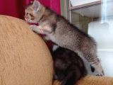 Anne Altından Çok Güzel Ve Sağlıklı Yavrular