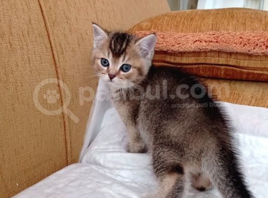 Anne Altından Çok Güzel Ve Sağlıklı Yavrular görsel