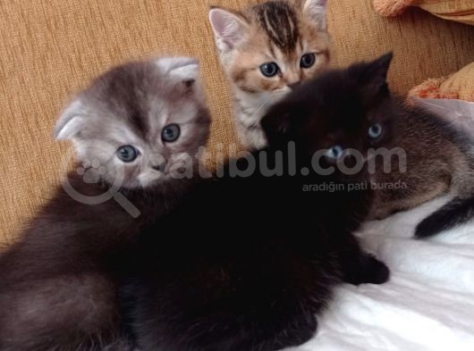 Anne Altından Çok Güzel Ve Sağlıklı Yavrular görsel
