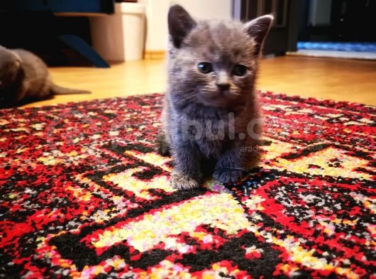 British Shorthair görsel