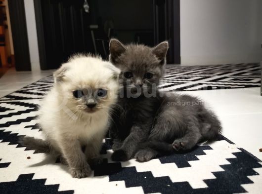 British Shorthair görsel