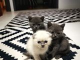 British Shorthair
