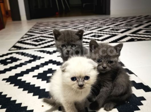 British Shorthair görsel