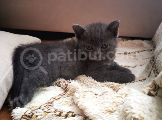 British Shorthair görsel