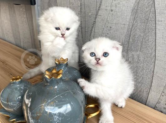 Silver Point Bebeklerim Yeni Ailesini Arıyor görsel