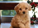 Saf Kan Poodle Yavrularımız
