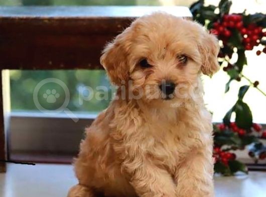 Saf Kan Poodle Yavrularımız