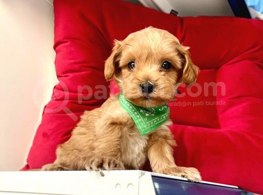Maltipoo Mix Irk Sevimli Yavrular görsel