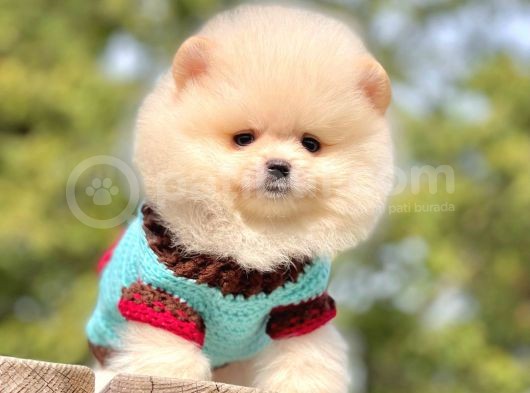 Ayıcık Sevimli Mini Boy Yavrular görsel