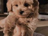 Saf Kan Poodle Yavrularımız