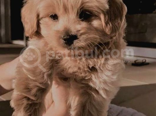 Saf Kan Poodle Yavrularımız görsel