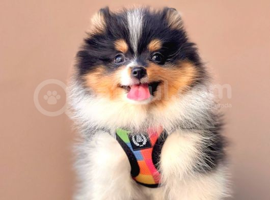 Safkan Pomeranian Teddy Boo Yavrularımız görsel