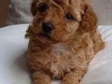 Saf Kan Poodle Yavrularımız