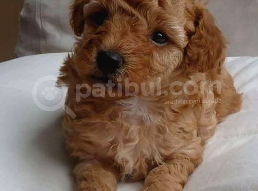 Saf Kan Poodle Yavrularımız görsel