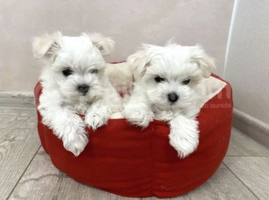Maltese Mini Boy Sevimli Yavrular