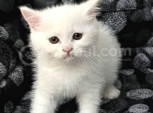 Efsane Bri̇ti̇sh Shorthai̇r Kar Beyazi görsel