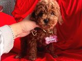 Red Brown Toy Poodle Yavrular