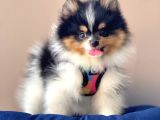 Safkan Pomeranian Teddy Boo Yavrularımız