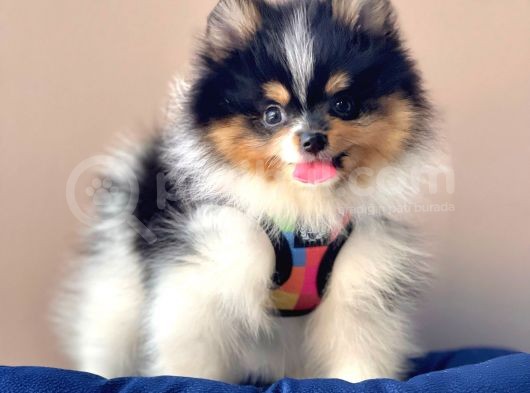 Safkan Pomeranian Teddy Boo Yavrularımız görsel