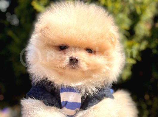 Safkan Pomeranian Teddy Boo Yavrularımız