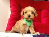 Maltipoo Mix Irk Sevimli Yavrular